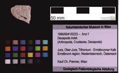 Foto (Objekt + Etiketten) von Decapoda indet. (NHMW-GEO-1990-0041-0223)